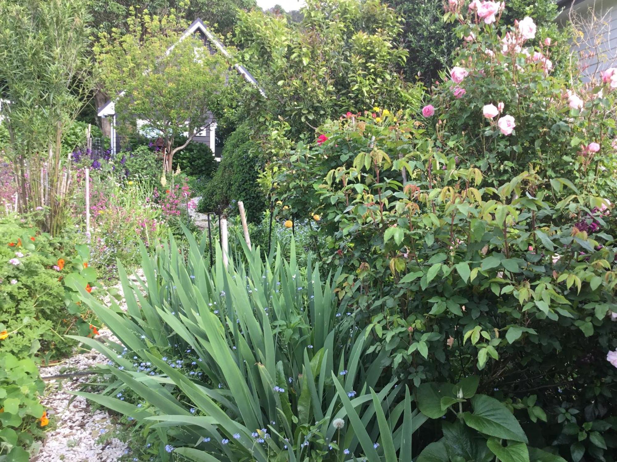 Hahei Kereru Cottage Esterno foto